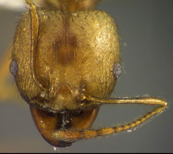 Media type: image;   Entomology 34375 Aspect: head frontal view